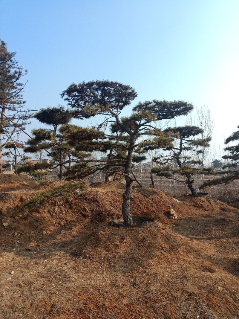 造型油松