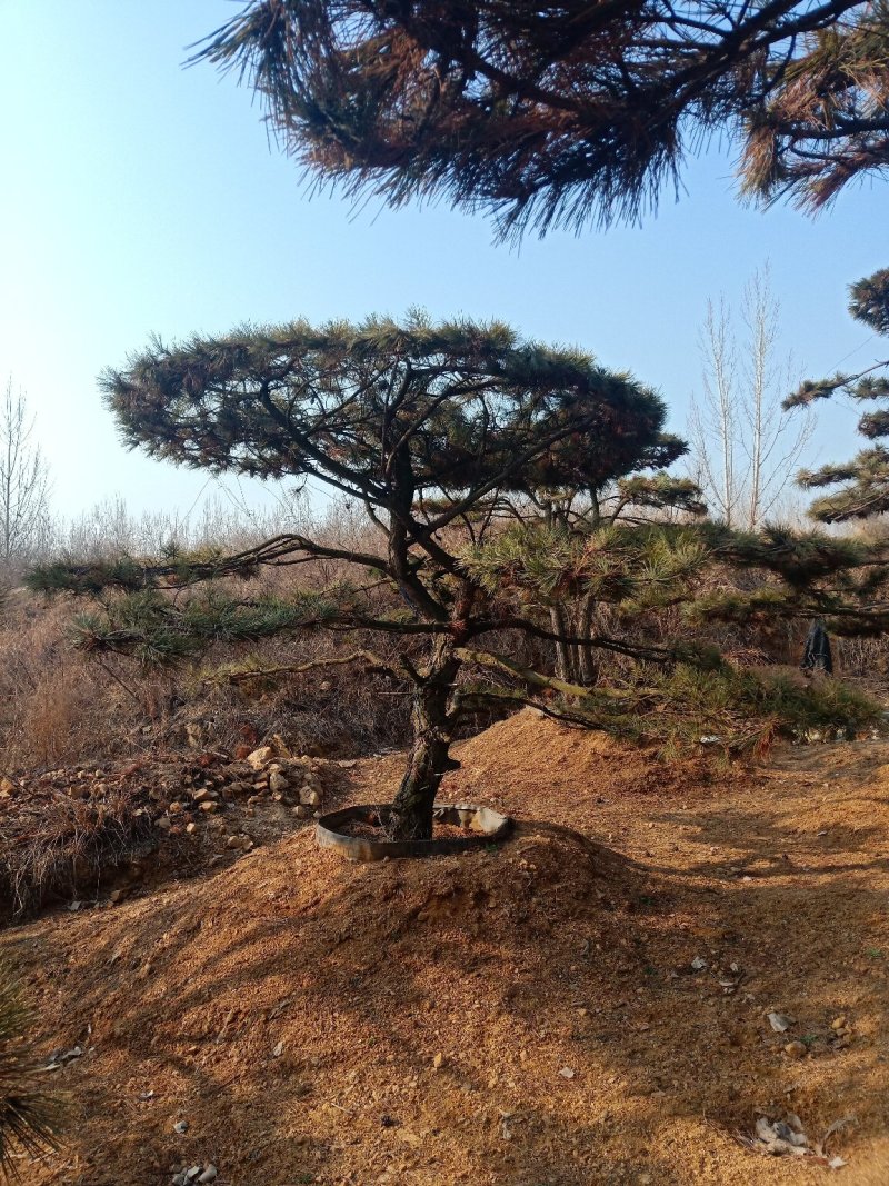 造型油松