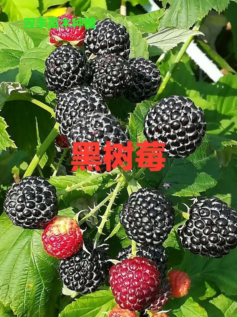 树莓苗。基地直发。价格低。成活率高。服务好量大优惠。