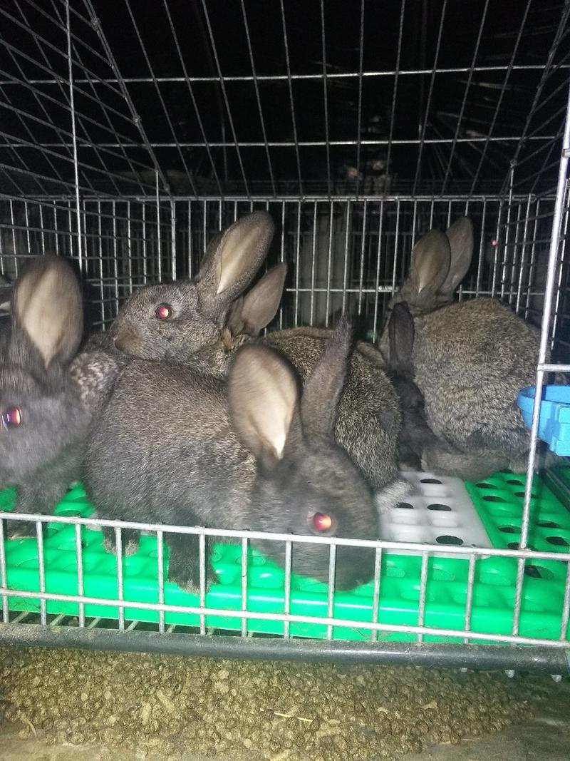 兔子比利时杂交兔、肉兔、种兔