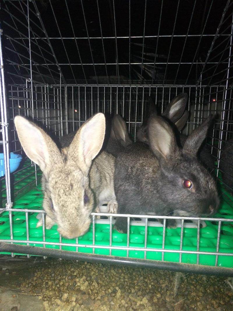 兔子比利时杂交兔、肉兔、种兔