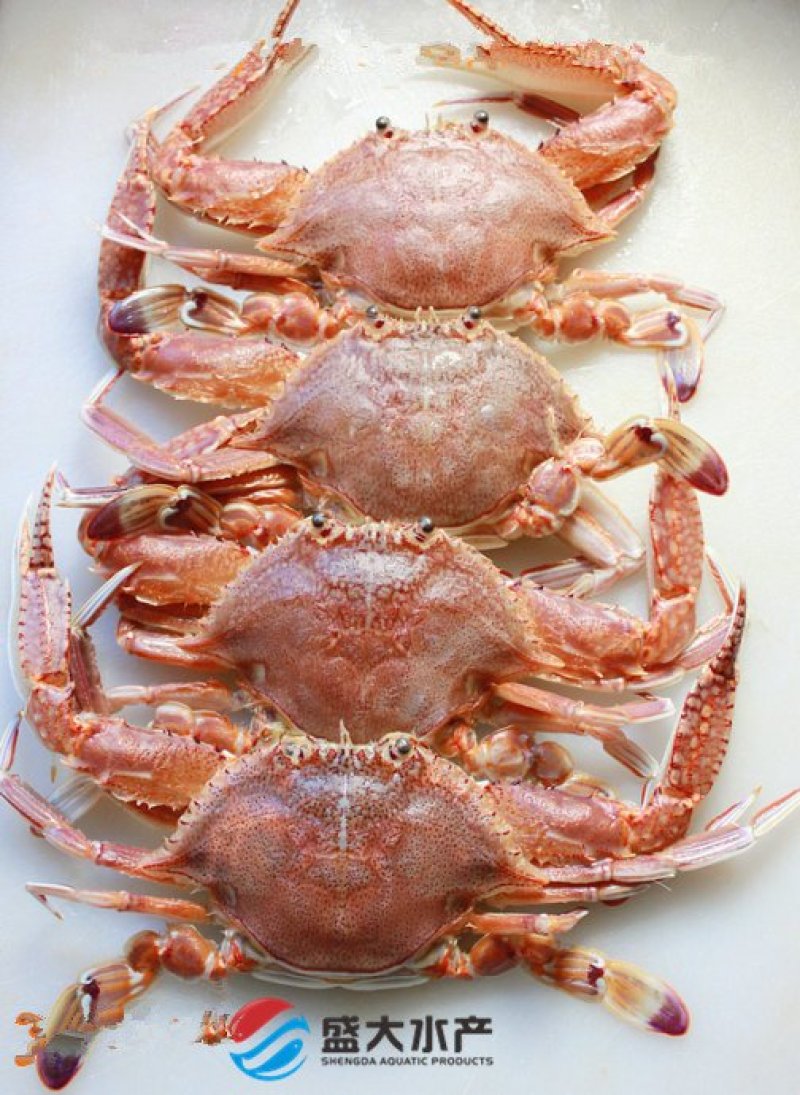 扁蟹肉蟹来自大海肉质紧实鲜甜弹牙