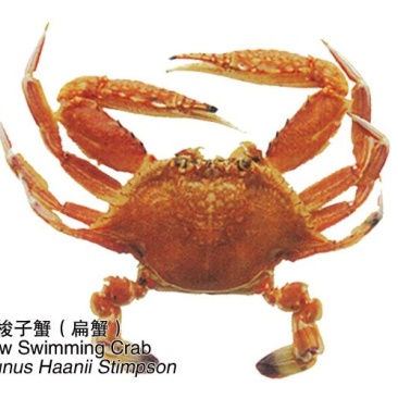 扁蟹肉蟹来自大海肉质紧实鲜甜弹牙