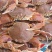 扁蟹肉蟹来自大海肉质紧实鲜甜弹牙