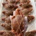 扁蟹肉蟹来自大海肉质紧实鲜甜弹牙