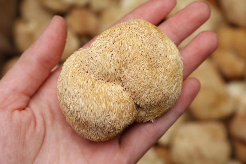 直批中小号猴头菇4-6公分干度好干净漂亮味道浓