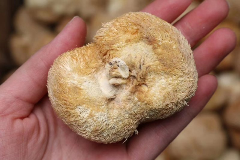 直批中小号猴头菇4-6公分干度好干净漂亮味道浓