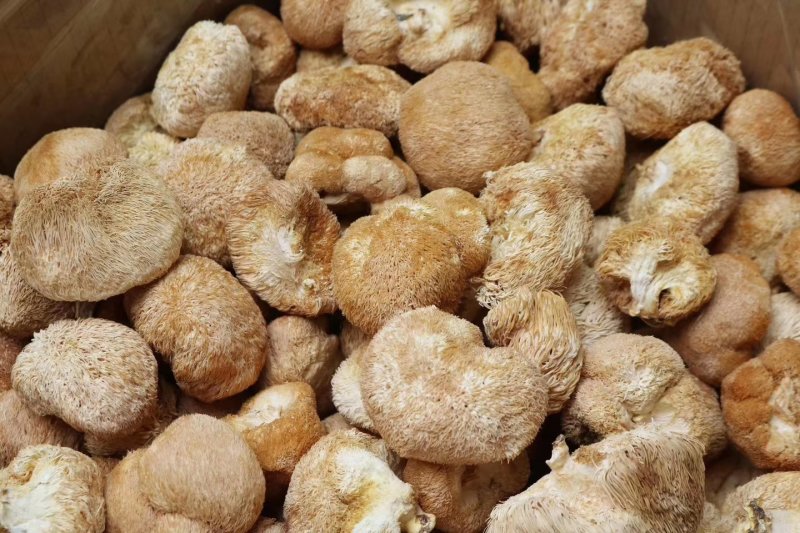 直批中小号猴头菇4-6公分干度好干净漂亮味道浓