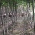 朴树5公分6公分价格8公分朴树价格10公分朴树