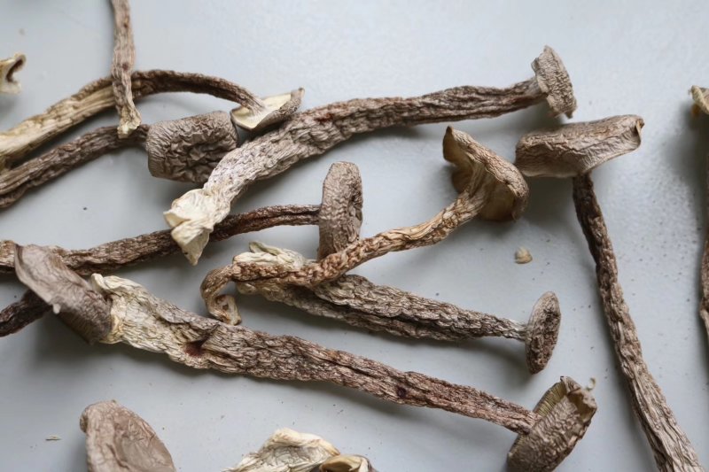 直销特级鹿茸菇1斤装干度足干香味浓郁精选货