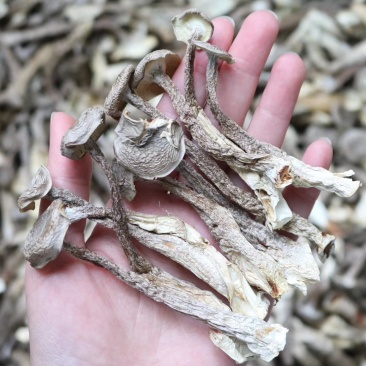 直销特级鹿茸菇1斤装干度足干香味浓郁精选货