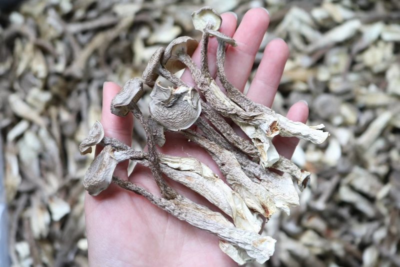 直销特级鹿茸菇1斤装干度足干香味浓郁精选货