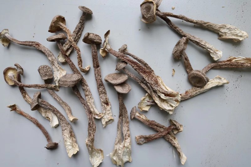 直销特级鹿茸菇1斤装干度足干香味浓郁精选货