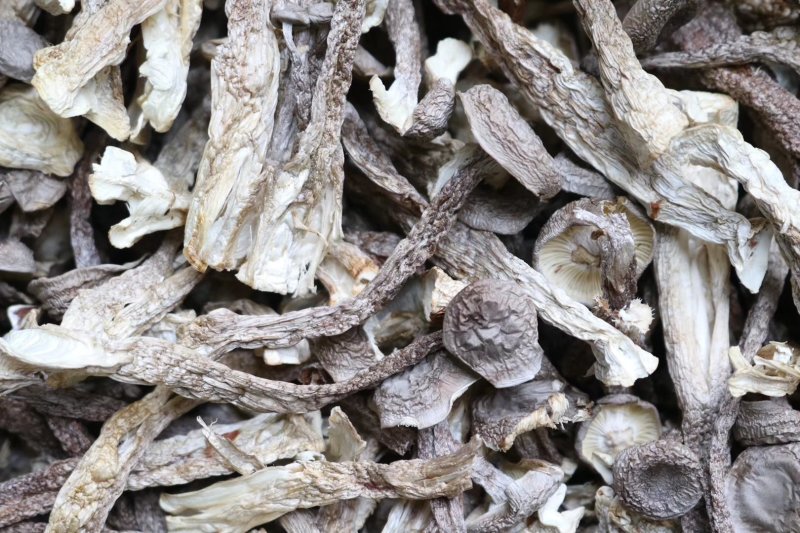 直销特级鹿茸菇1斤装干度足干香味浓郁精选货