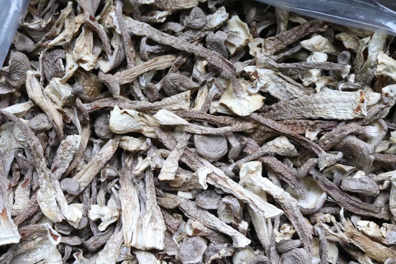 直销特级鹿茸菇1斤装干度足干香味浓郁精选货