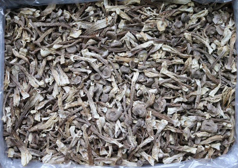 直销特级鹿茸菇1斤装干度足干香味浓郁精选货
