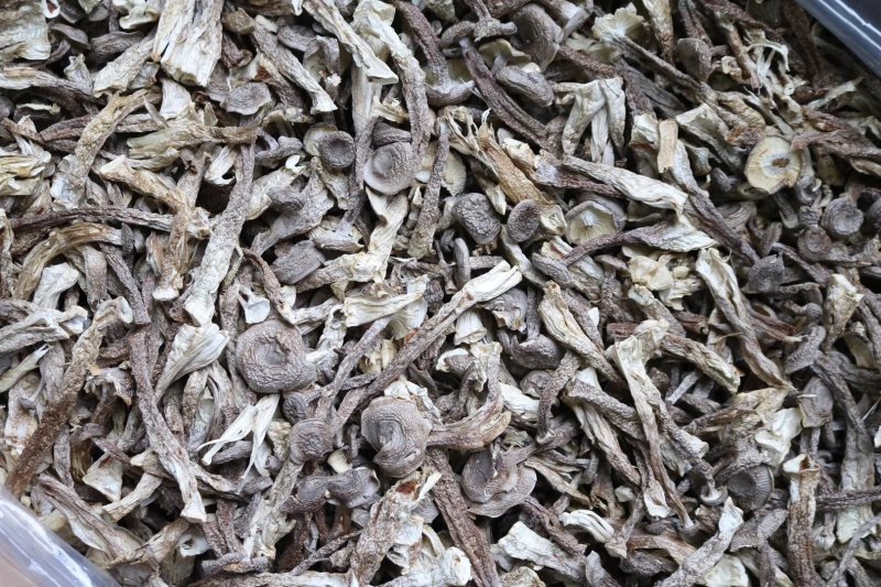 直销特级鹿茸菇1斤装干度足干香味浓郁精选货