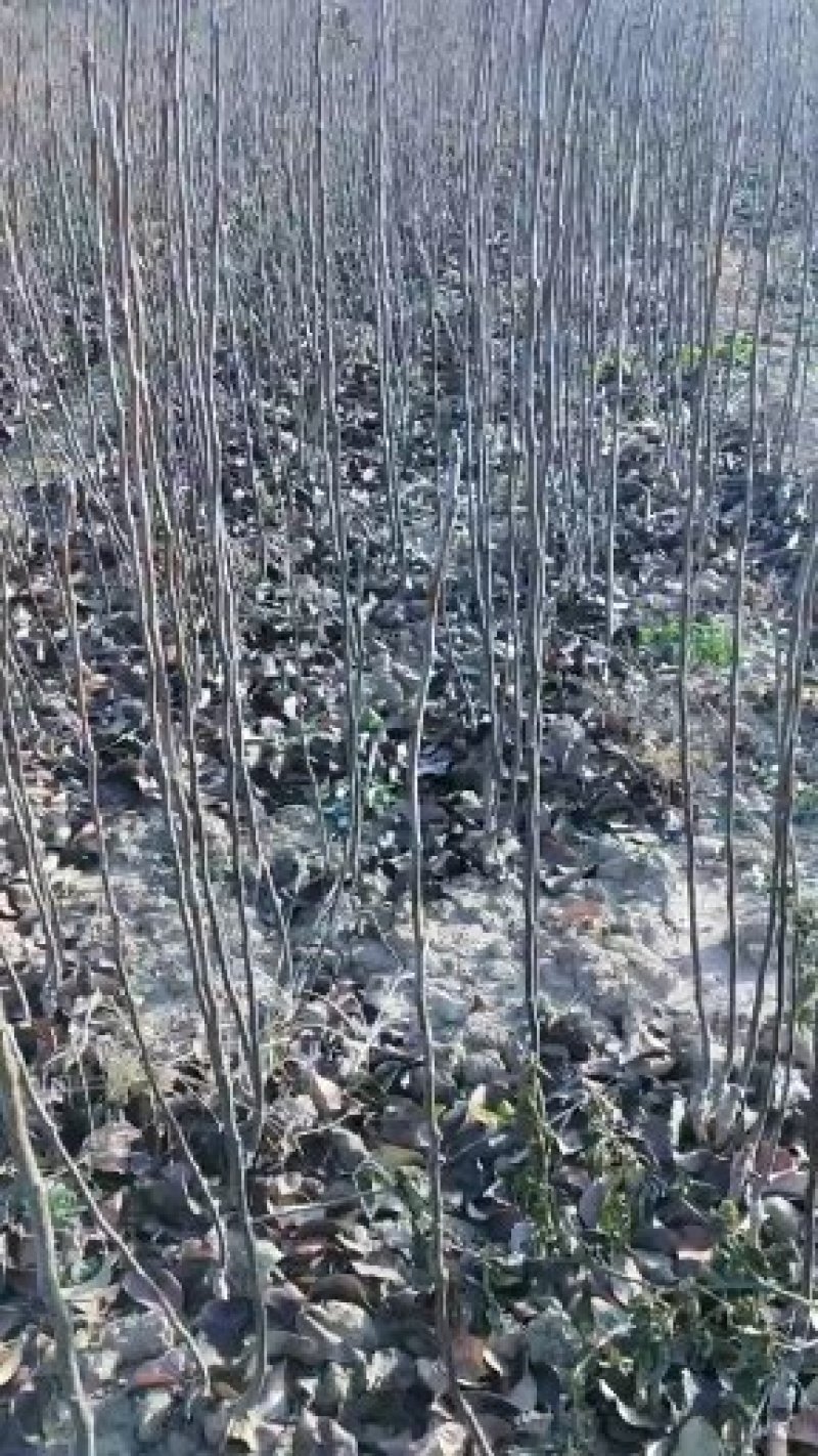梨树苗★玉露香梨苗、红香酥梨苗、花根梨树苗品种齐全量大