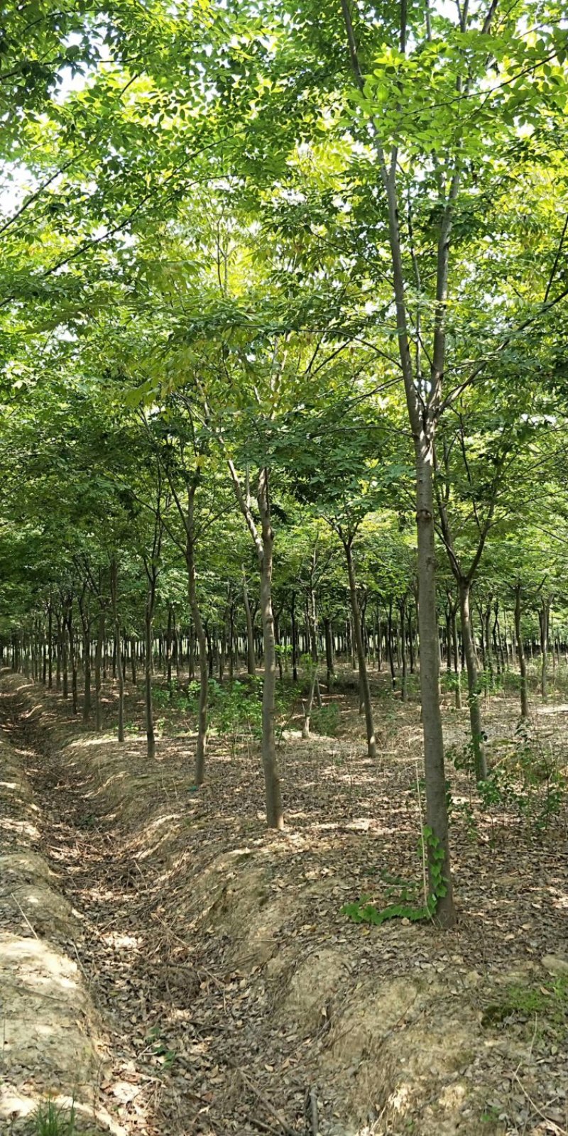 朴树10公分12公分14公分价格，15公分朴树价格