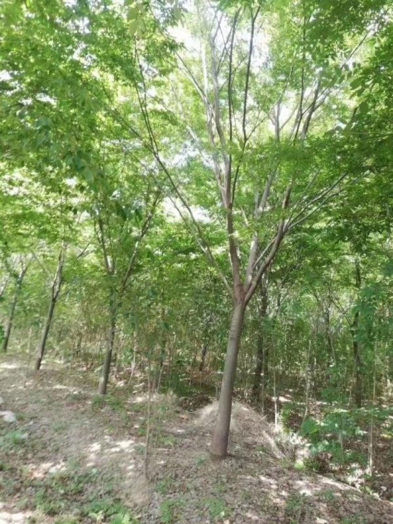 朴树15公分16公分18公分朴树价格，南京朴树价格