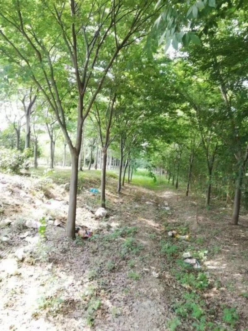 朴树15公分16公分18公分朴树价格，南京朴树价格