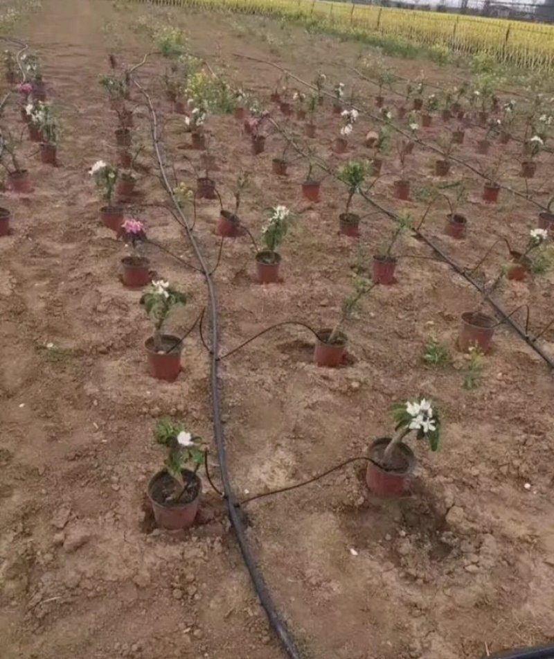 滴箭果树滴灌花卉滴灌滴箭一出二，一出四