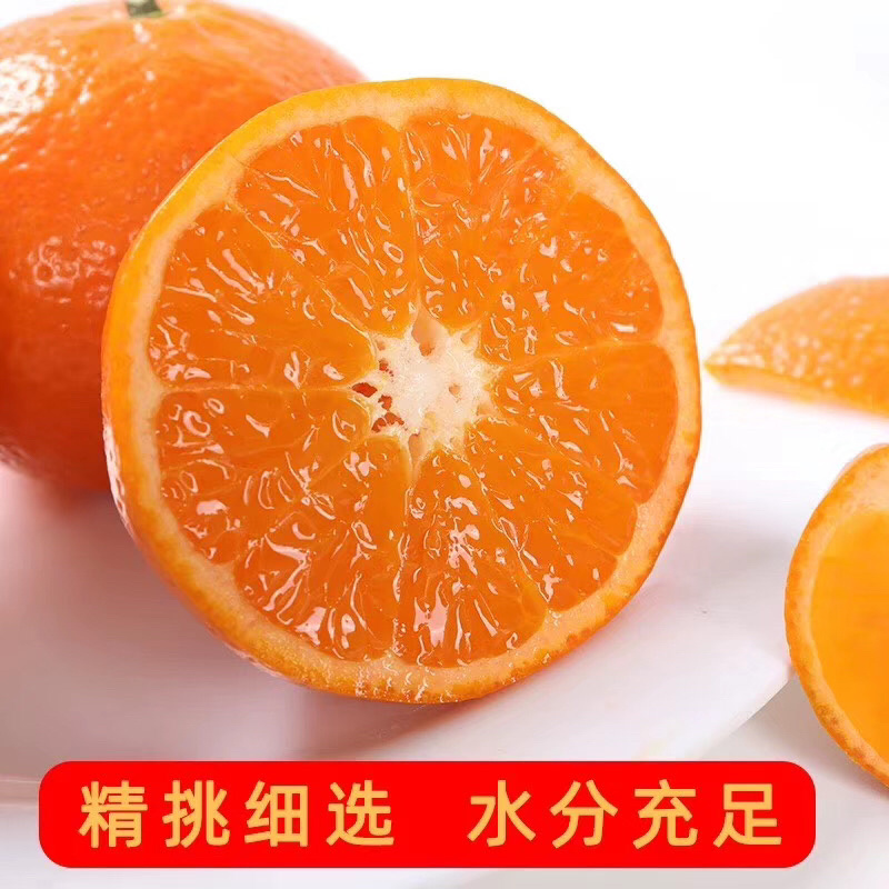 沃柑苗当年种植当年结果高产品种易结果