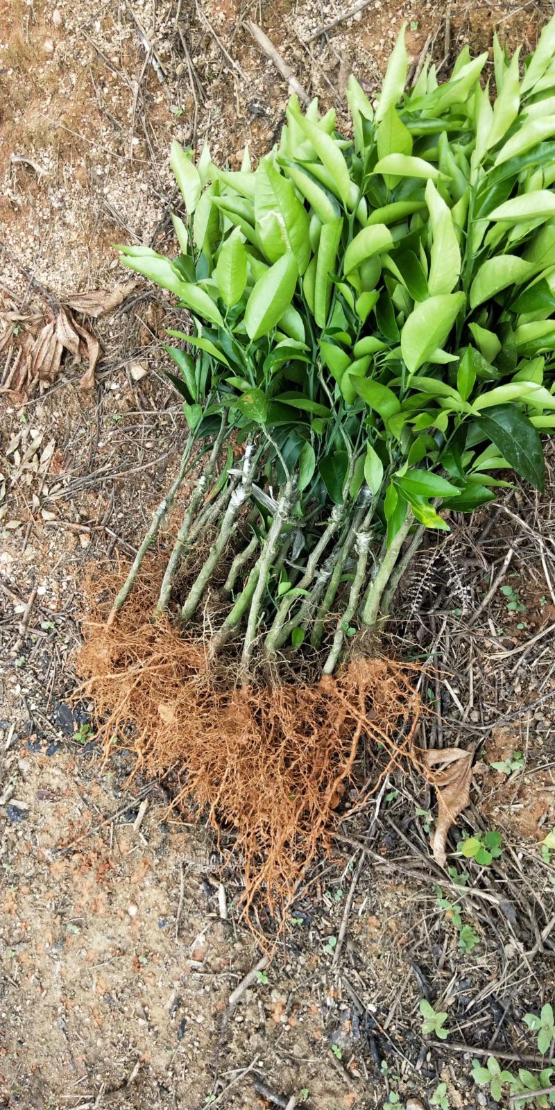 沃柑苗当年种植当年结果高产品种易结果