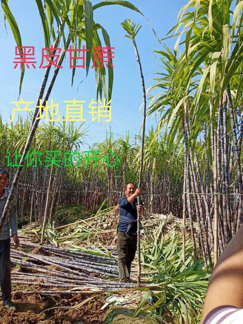 【推荐】回购率高，老客户认可，广西黑皮甘蔗脆又甜欢迎选购