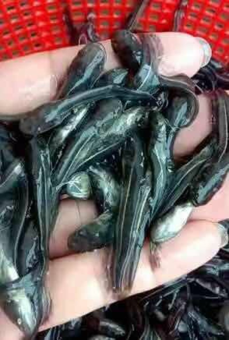 大口鲶鱼苗南方大口鲶鱼苗杂交大口鲶鱼苗+自孵水花