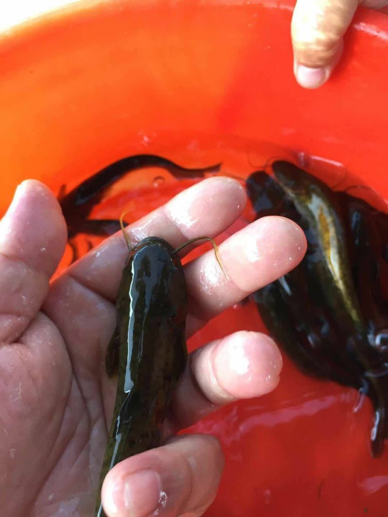 大口鲶鱼苗南方大口鲶鱼苗杂交大口鲶鱼苗+自孵水花