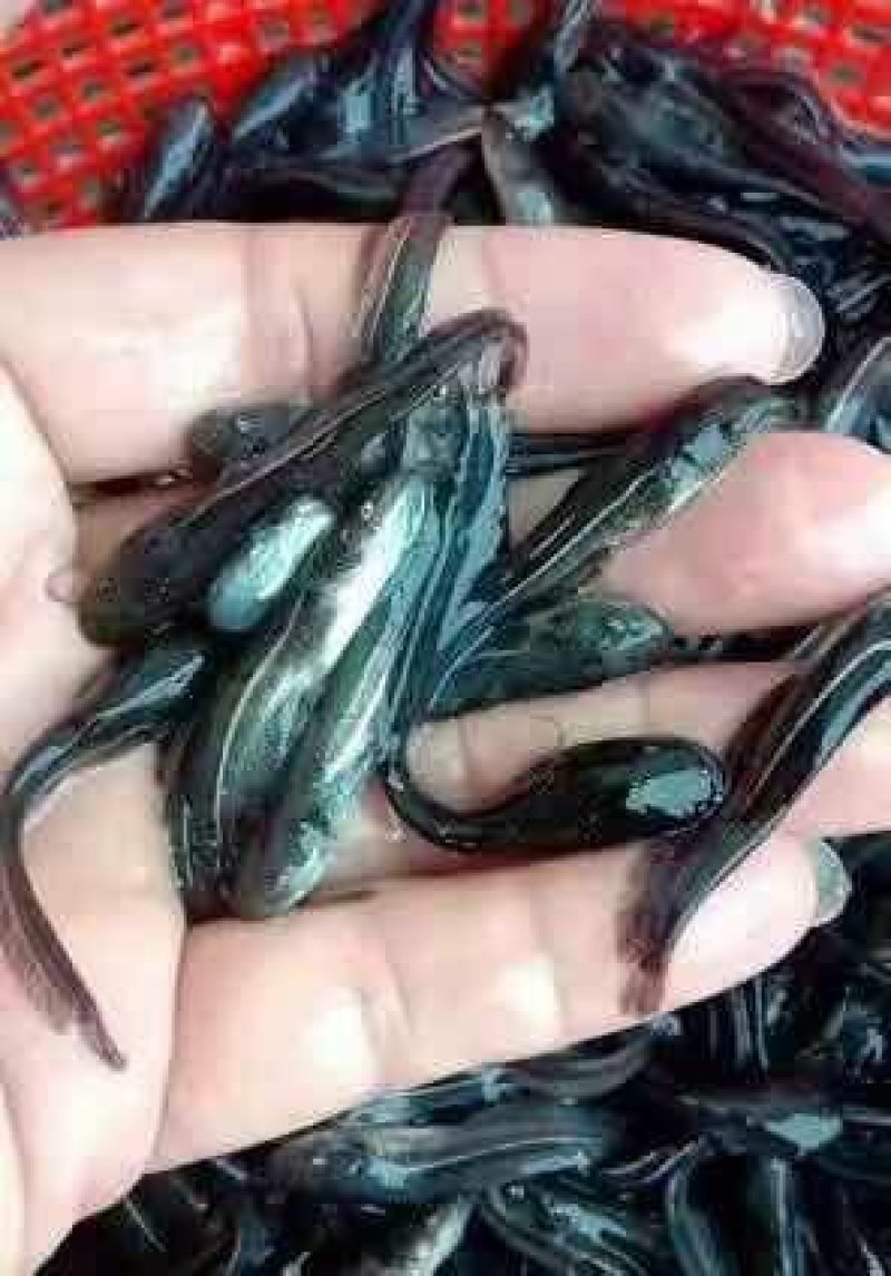 大口鲶鱼苗南方大口鲶鱼苗杂交大口鲶鱼苗+自孵水花