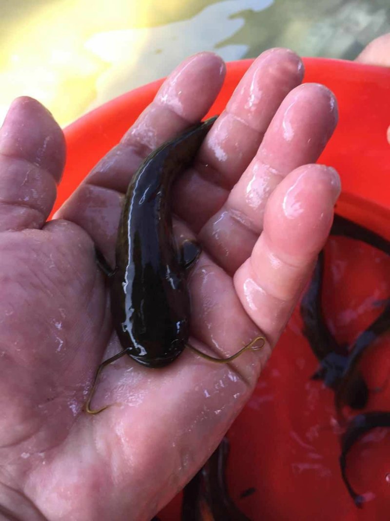 大口鲶鱼苗南方大口鲶鱼苗杂交大口鲶鱼苗+自孵水花
