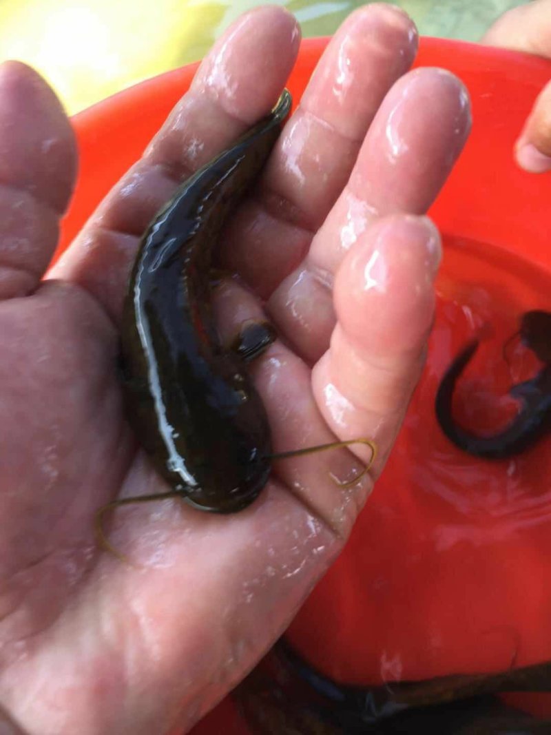 大口鲶鱼苗南方大口鲶鱼苗杂交大口鲶鱼苗+自孵水花