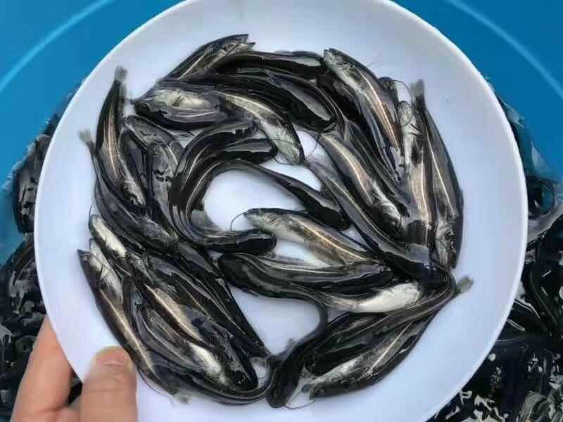 大口鲶鱼苗南方大口鲶鱼苗杂交大口鲶鱼苗+自孵水花