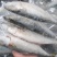 工厂直销新鲜冷冻鲭鱼1斤装真空冷冻包装去肚去腮