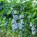 蓝莓苗果树树苗盆栽地栽特大蓝莓树带果南方北方四季种植当年