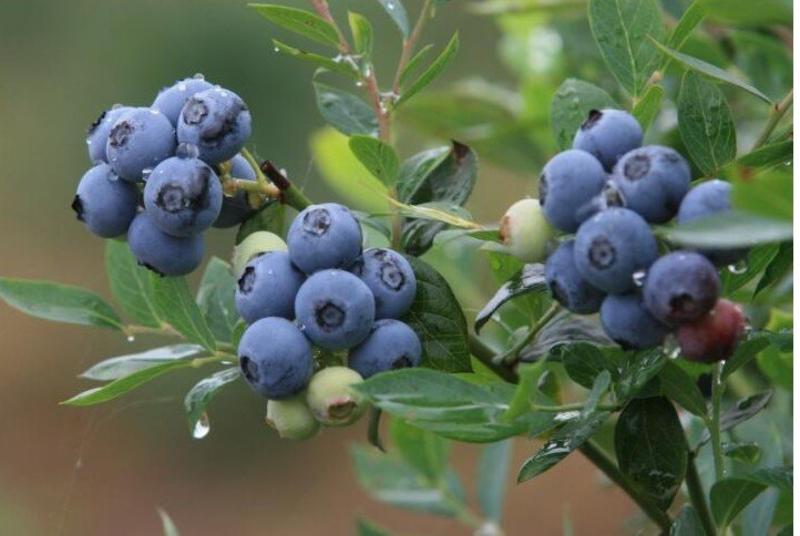 蓝莓苗果树树苗盆栽地栽特大蓝莓树带果南方北方四季种植当年