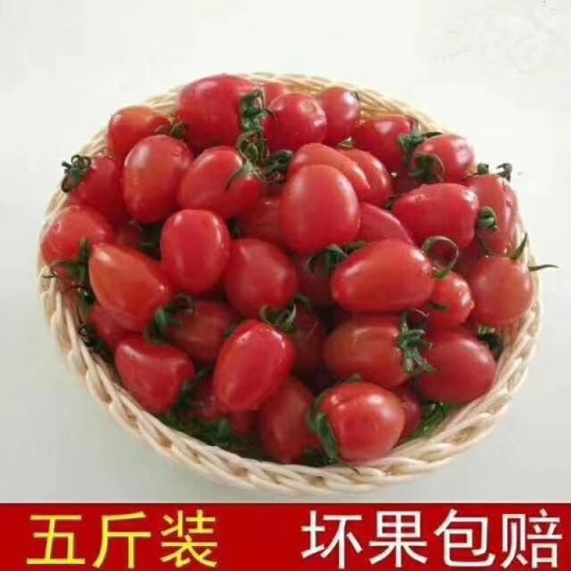 千禧圣女果大量现货供应实力代办对接电商一件代发