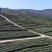 2020新茶上市，川西高山碧螺春