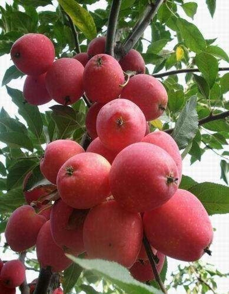 抗旱小苹果鸡心果苗锦绣海棠果苗盆栽地栽观赏食用苹果