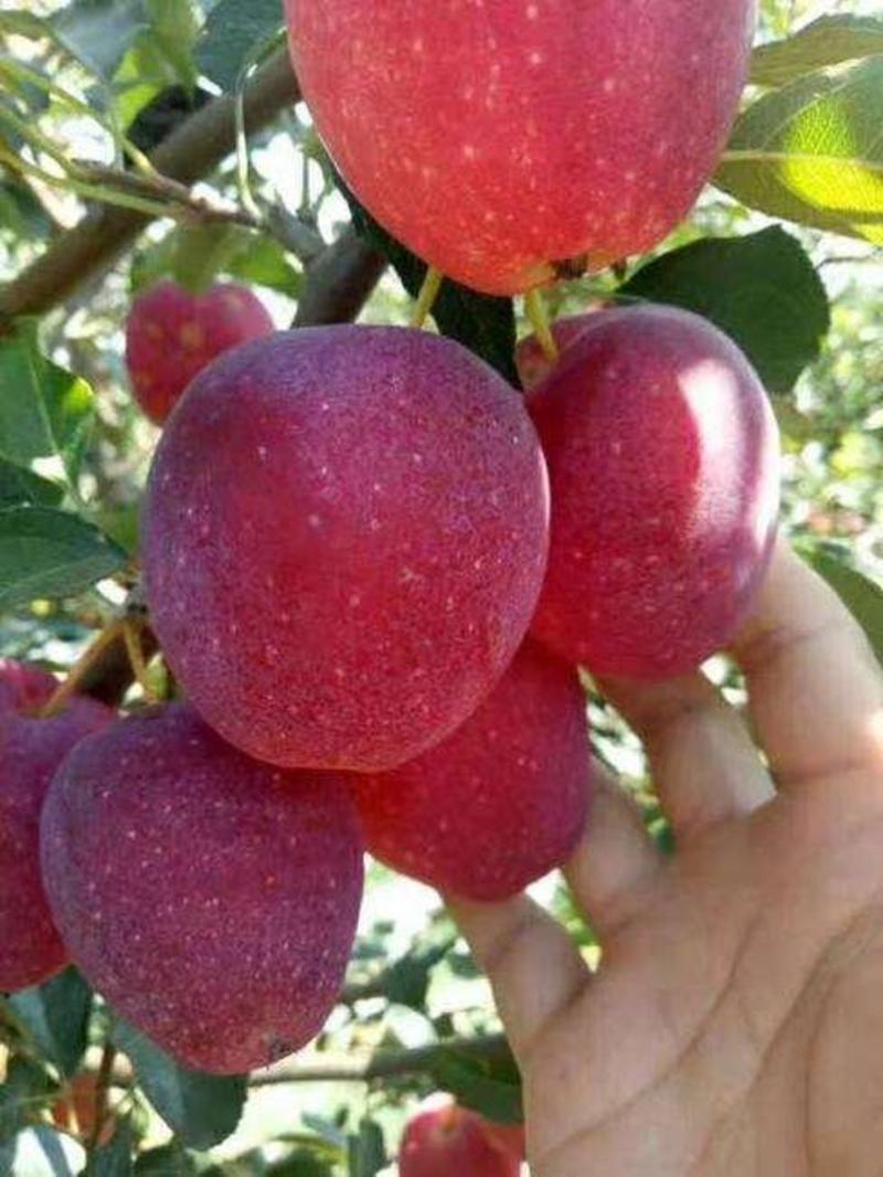 抗旱小苹果鸡心果苗锦绣海棠果苗盆栽地栽观赏食用苹果