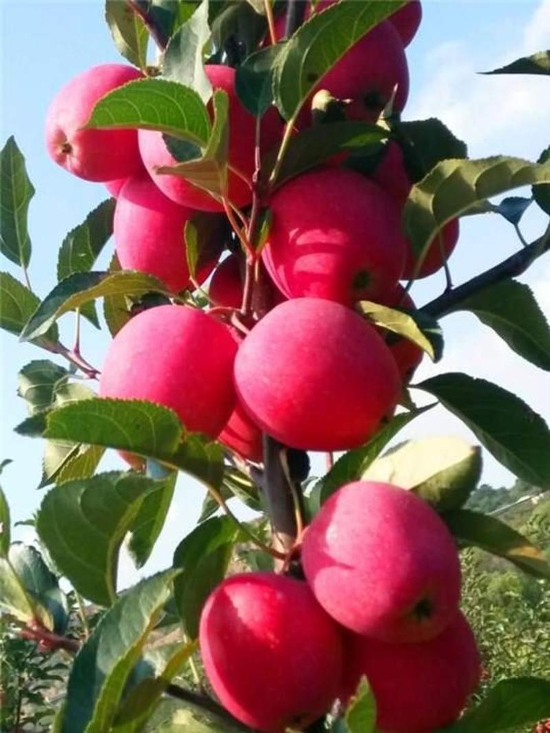 抗旱小苹果鸡心果苗锦绣海棠果苗盆栽地栽观赏食用苹果