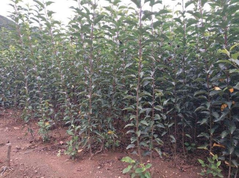 抗旱小苹果鸡心果苗锦绣海棠果苗盆栽地栽观赏食用苹果