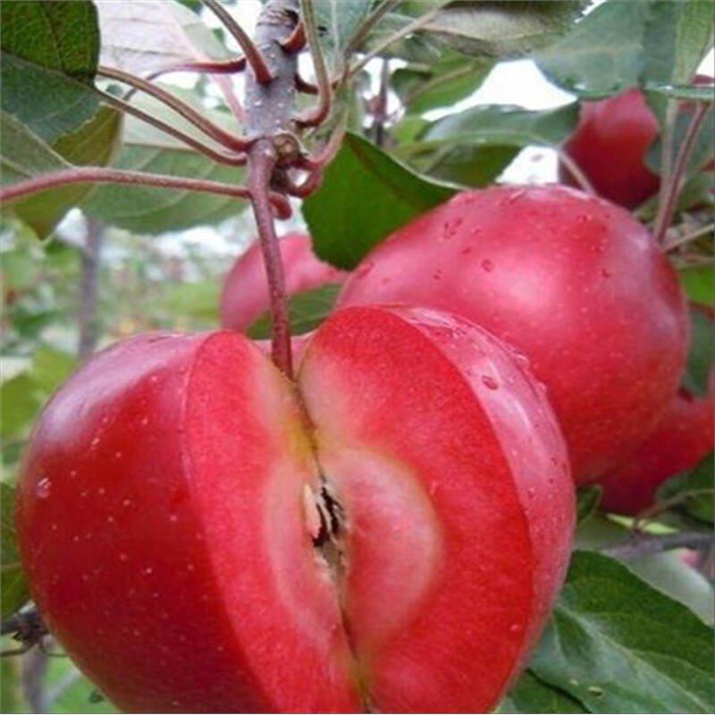 红肉苹果苗红心苹果嫁接苗红富士苹果树苗南方北方种植当