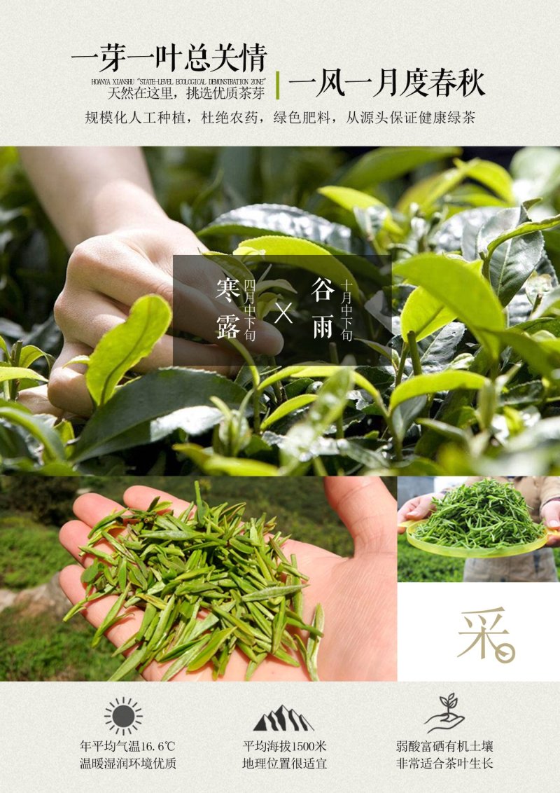 2020川西新茶上市