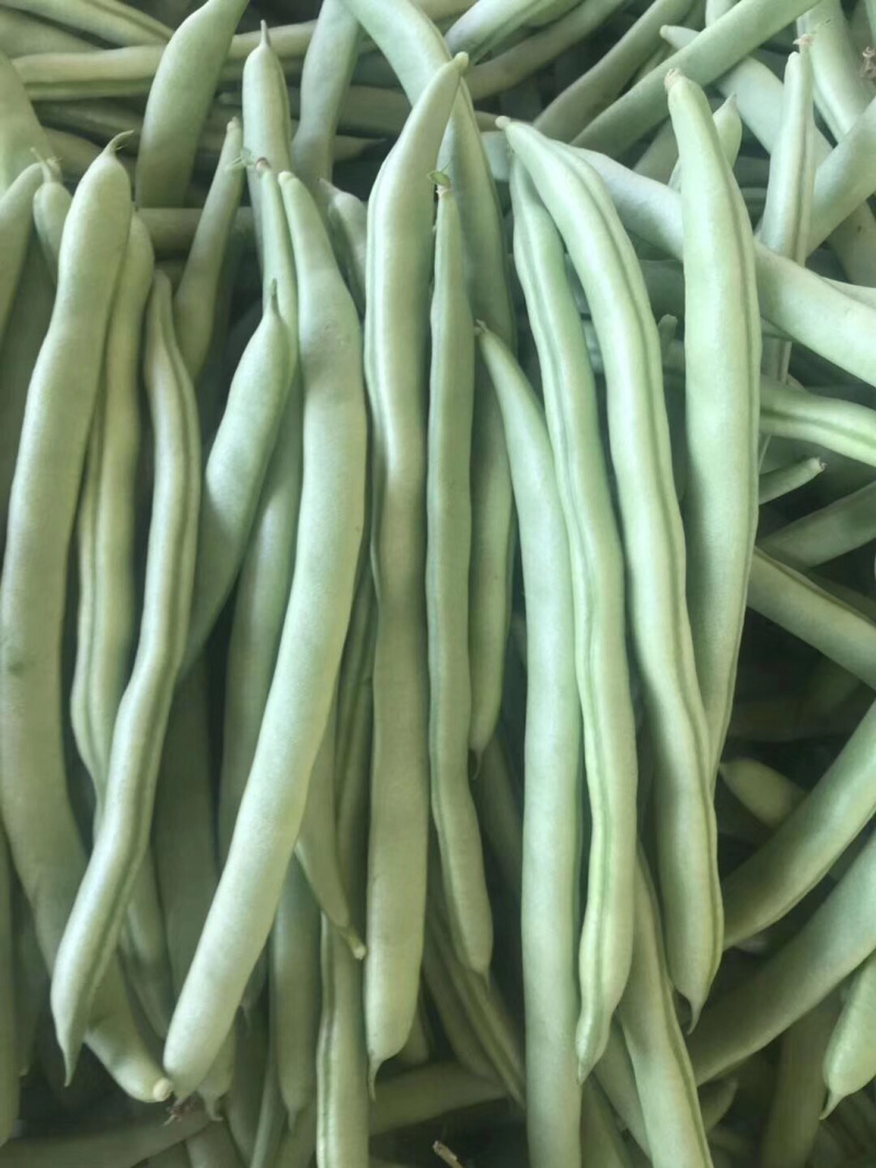 四季豆（广西合浦大量供应四季豆）欢迎大量收购