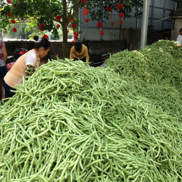 四季豆（广西合浦大量供应四季豆）欢迎大量收购