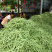 四季豆（广西合浦大量供应四季豆）欢迎大量收购