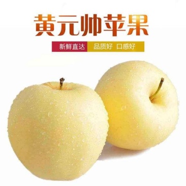 嫁接苹果树苗黄金帅苹果苗香蕉苹果当年结果南北方庭院盆